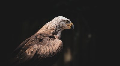 银行外汇牌价显示屏特写，焦糖色背景上清晰显示美元买入价卖出价与中间价数字，金融机构专业环境